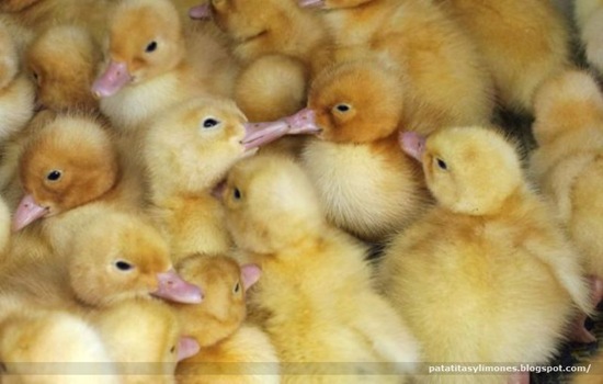 animales divertidos (17)