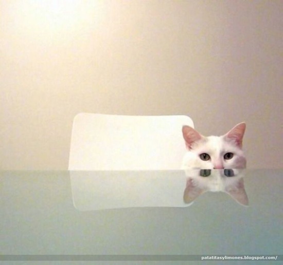 animales divertidos (11)