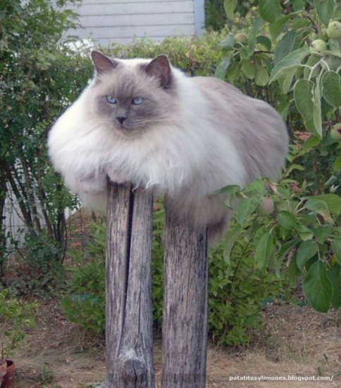 animales divertidos (13)