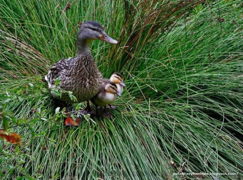 [animales divertidos (14)[2].jpg]