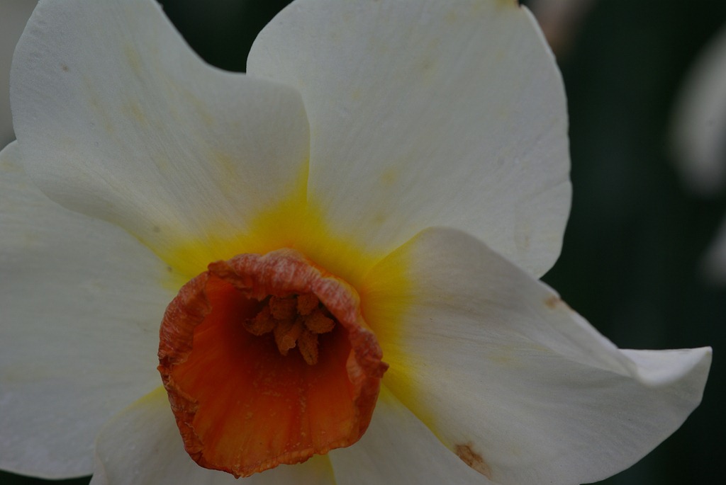 [2011-04-15-Tulips-194.jpg]