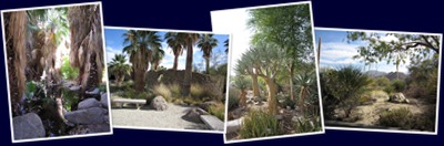 View The Living Desert - Gardens