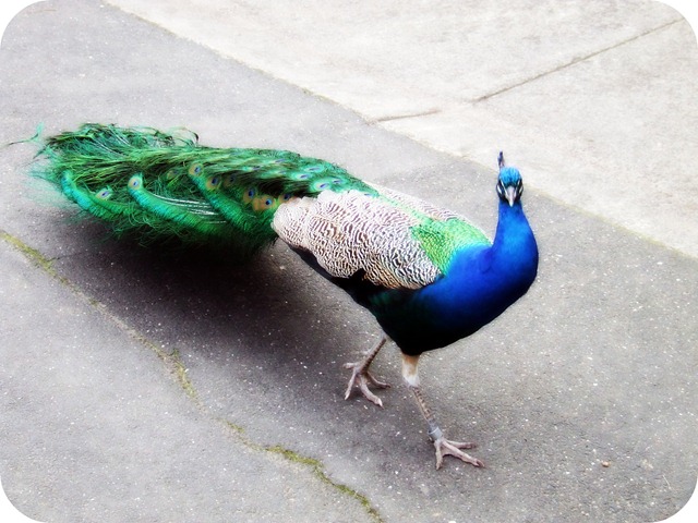 peacock