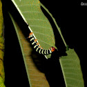 Tetrio sphinx Caterpillar