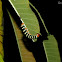 Tetrio sphinx Caterpillar