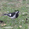 Magpie-Lark - female