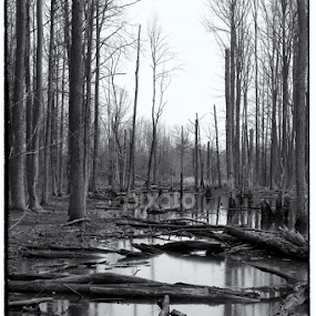 Desolate Woods of NYC by Joe Proctor - Black & White Landscapes
