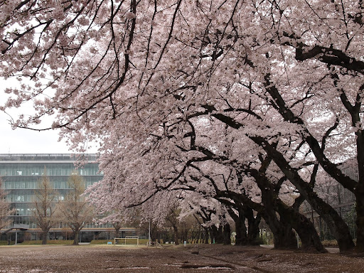 [写真]相模女子大の桜並木