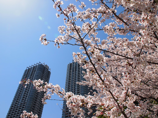 [写真]浜離宮恩賜庭園の桜