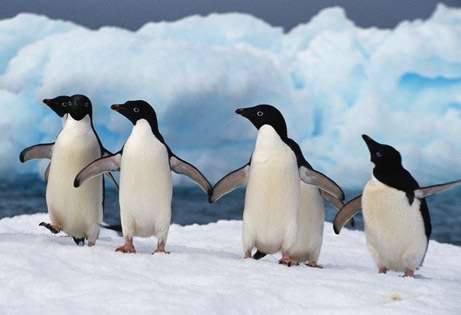 [penguins_dancing[4].jpg]