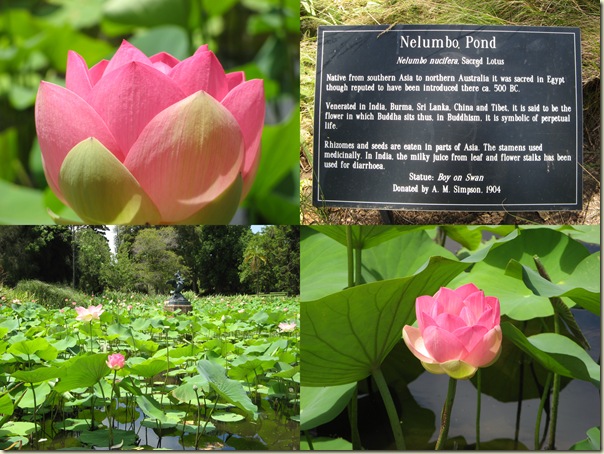 Lotus Pond in Bloom