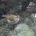 Golden-crowned Kinglet