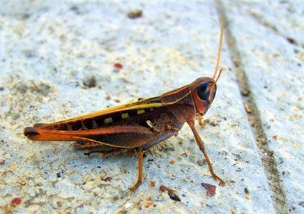 insectbyphaedrus42