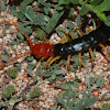 Red-headed centipede