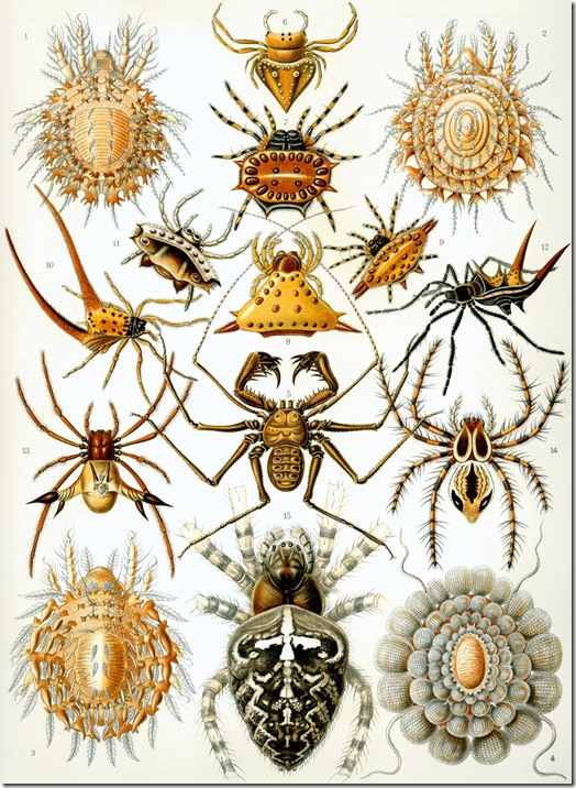 Haeckel_Arachnida (FILEminimizer)