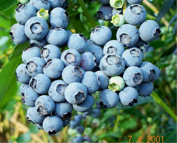 [blueberry (2)[2].jpg]