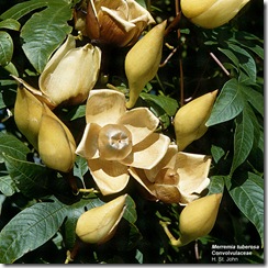 Ipomaeatuberosa Ipomaeatuberosa