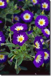 Convolvulus_tricolor