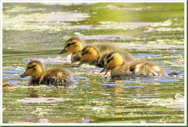 baby ducklings mothers day