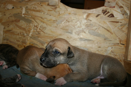Repulj%20F%2009%2029%20%2810%29.JPG