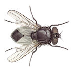 Cover Image of Download Fly 1.31 APK