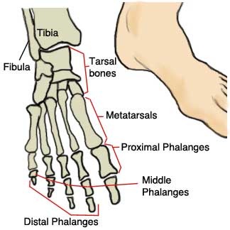 [footbones2.jpg]
