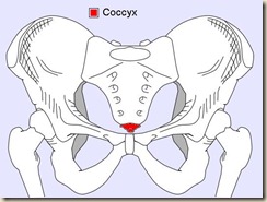 coccyx