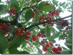 Sour cherry tree branch