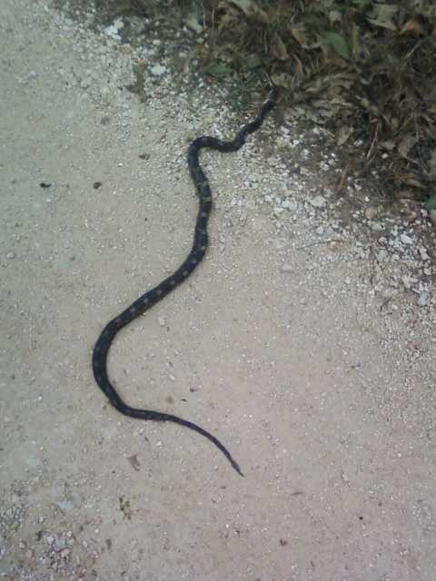 Western Rat Snake (Black Rat Snake)