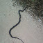 Western Rat Snake (Black Rat Snake)