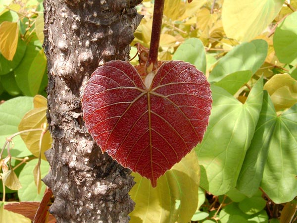 Love Is In The Air, Love Is In Nature