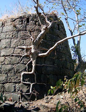 Nature's Brickwork at Tikona Fort — A Fig Tree on a Bastion