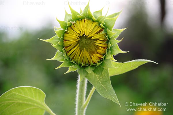Be happy and smiling like a sunflower