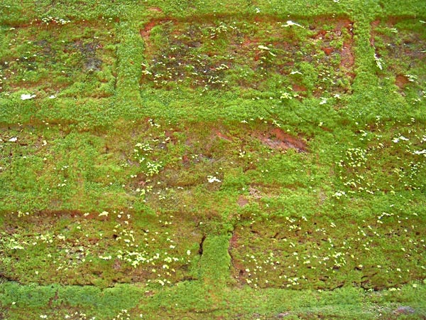 Beautiful green algae on the fillings of the brickwork. This photograph was taken in the early monsoon of 2006 in the Parshuram temple in Konkan.