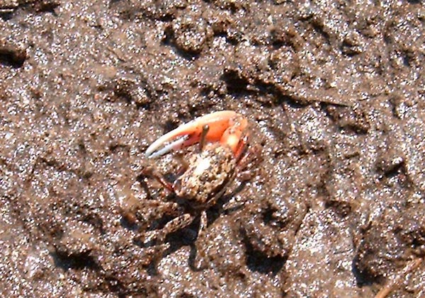 Tiny Crab of Harne Beach