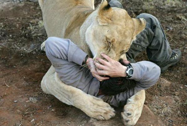 Ranger with a lioness