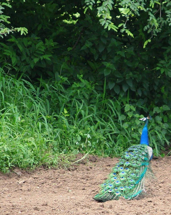 Peacock [Mor, मोर] at Morachi Chincholi