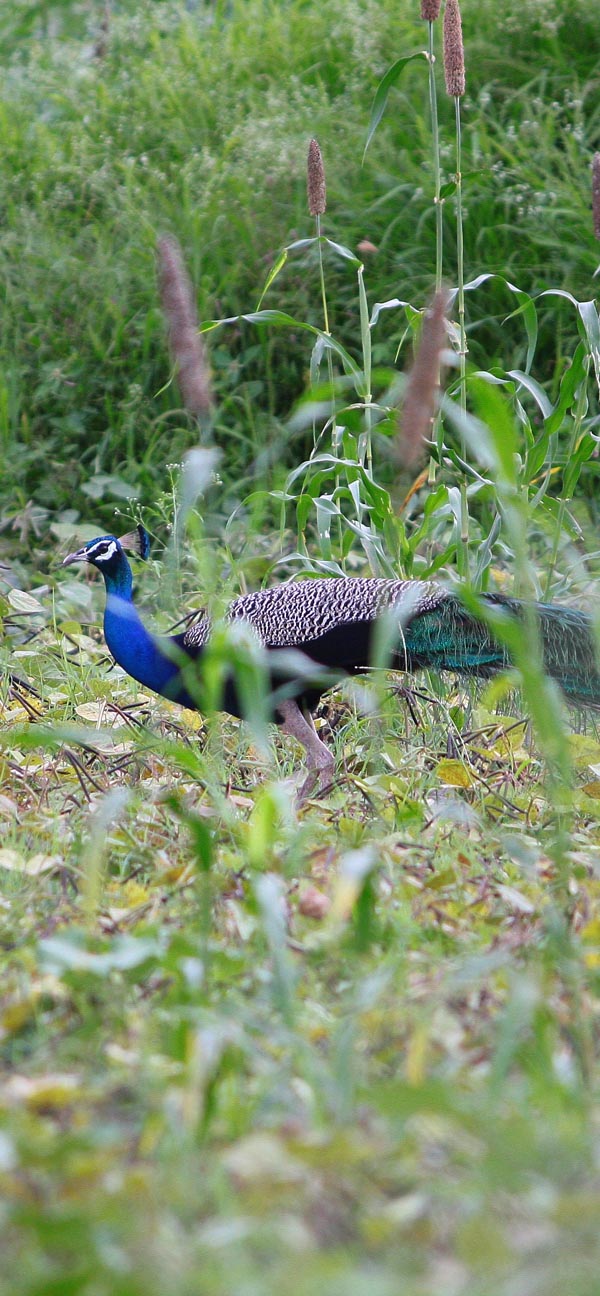 Peacock [Mor, मोर] at Morachi Chincholi
