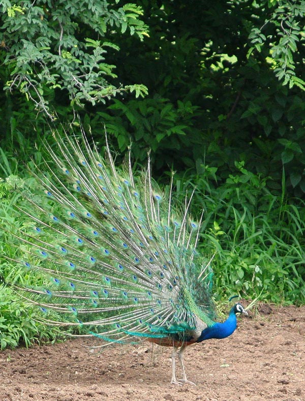 Dancing Peacock [नाचता मोर] at Morachi Chincholi