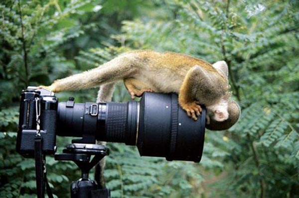Squirrel monkey looking into camera lens