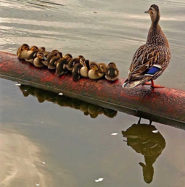 12 chicks and a goose mother