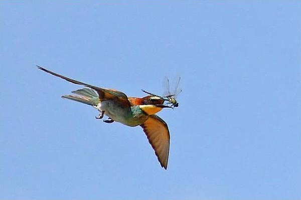 Bee eater bird catching dragonfly