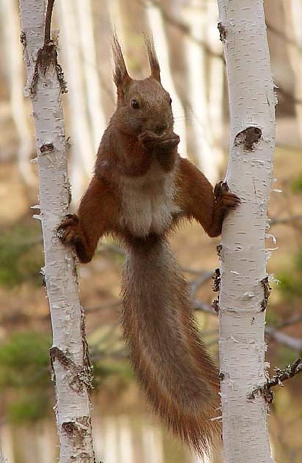 Gymnastic act of squirrel