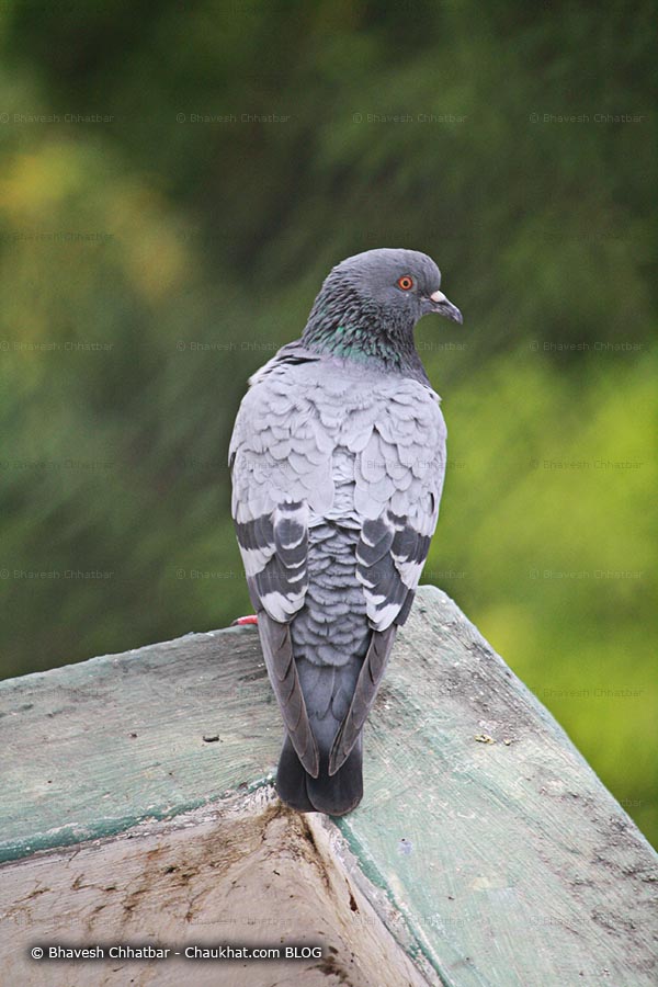 Portrait of a pigeon with groomed feathers