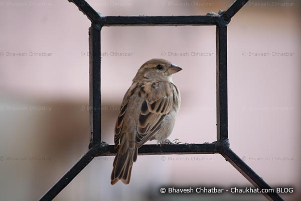 Female sparrow on a window grill