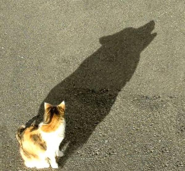 Cat with shadow of wolf