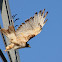 Red-tailed Hawk