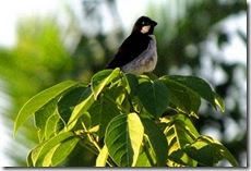 bigodinho (Sporophila lineola). Foto: Tietta Pivatto 