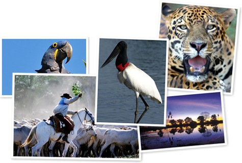 Exibir Pantanal