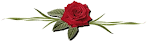 rosa%20-cais.png